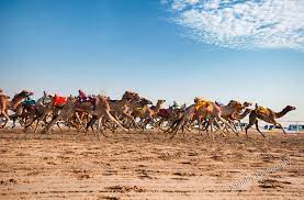 Al Shahaniya Camel Racetrack